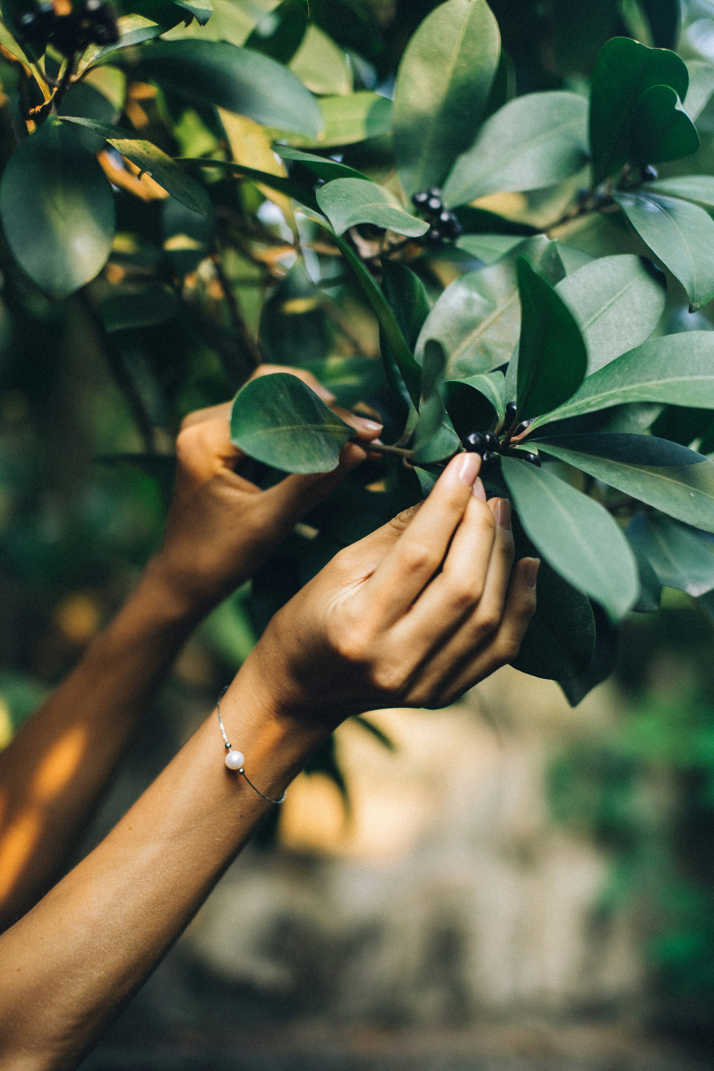 person holding green leaves during daytime